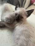 gatinhos pra dar
