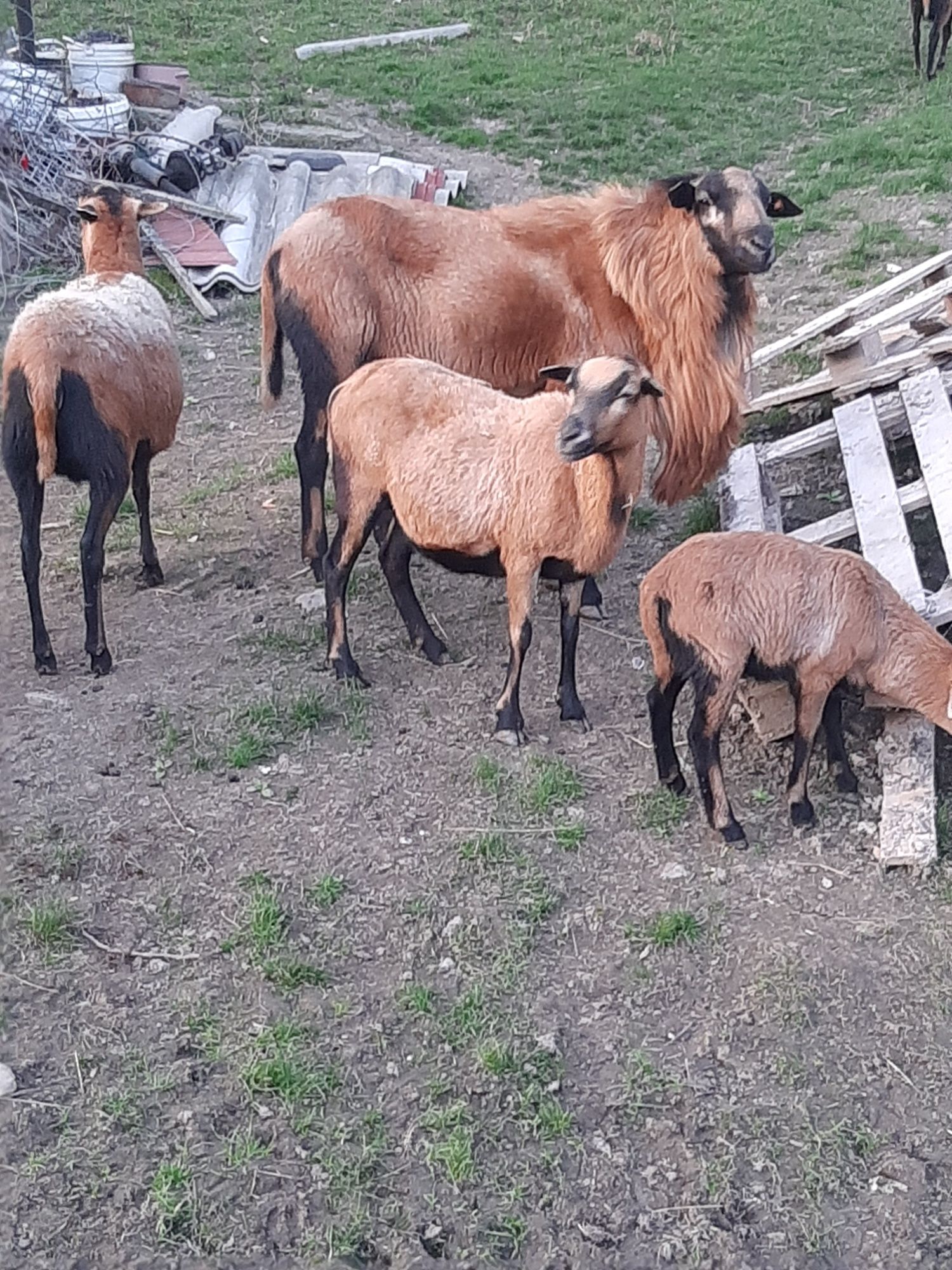 Kameruńskie Barbados owce tryki