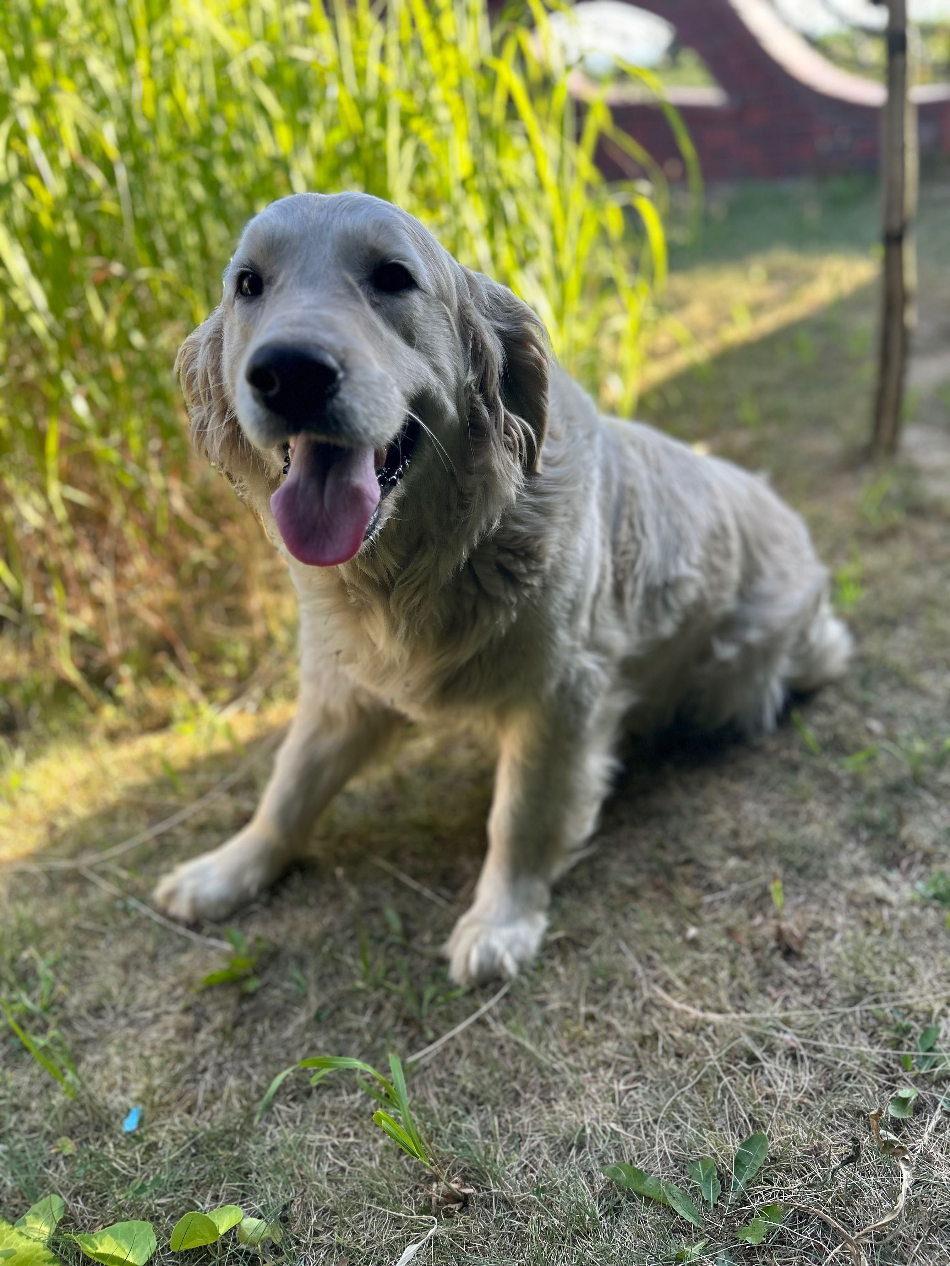 Golden Retriever przyjazna radosna sunia Goldenka