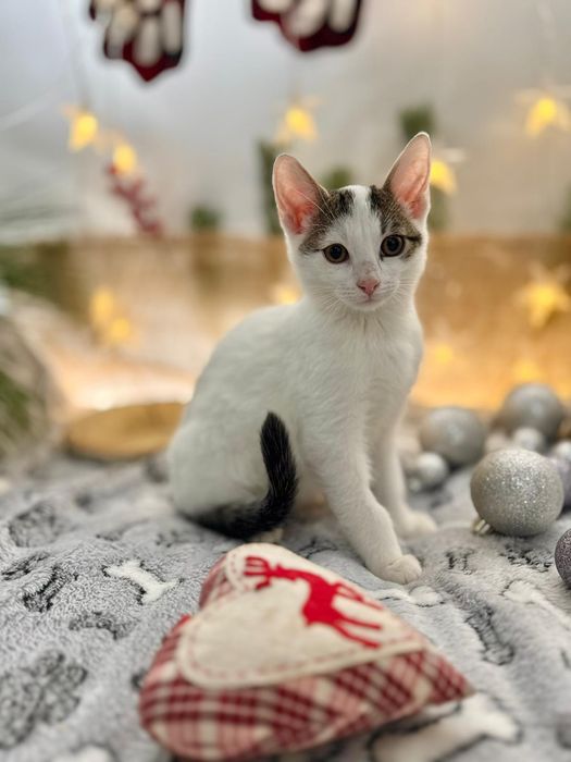 Około 12tygodniowy kociak do adopcji