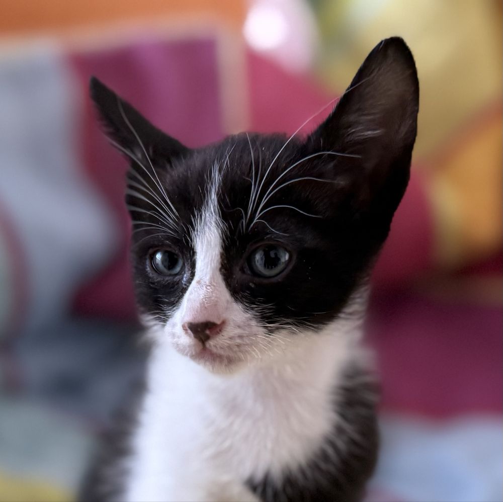 Gatinhos para adopçao 7 semanas