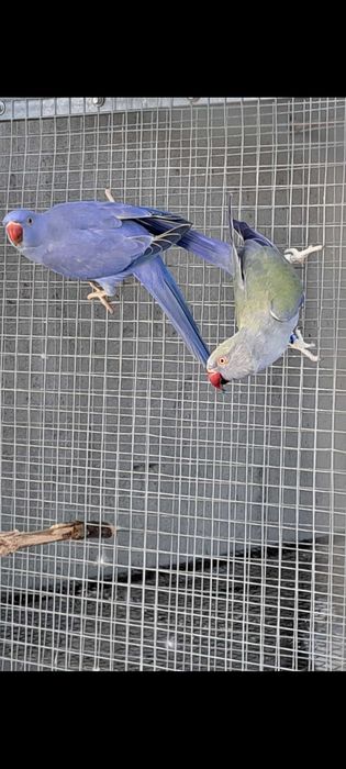 Ring necks duplos portadores cc e opalino 2023 e 2024 opalinas / cc