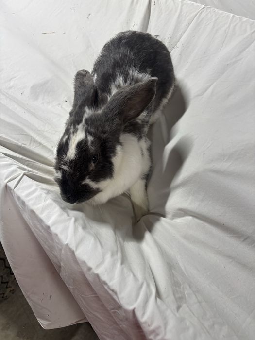 Samica królik króliki