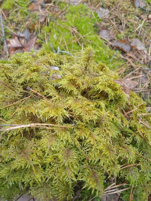 Мох плоский живий