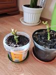dracena - młode nasadzenia