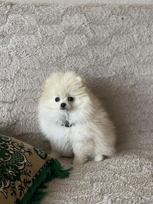 Собачка порода Шпіц 4 місяці дві прививки є.