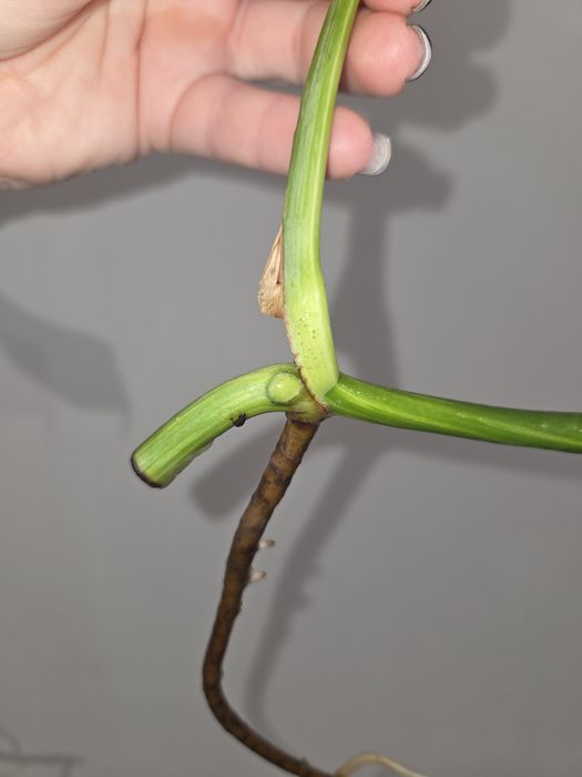 Monstera marmorata aurea