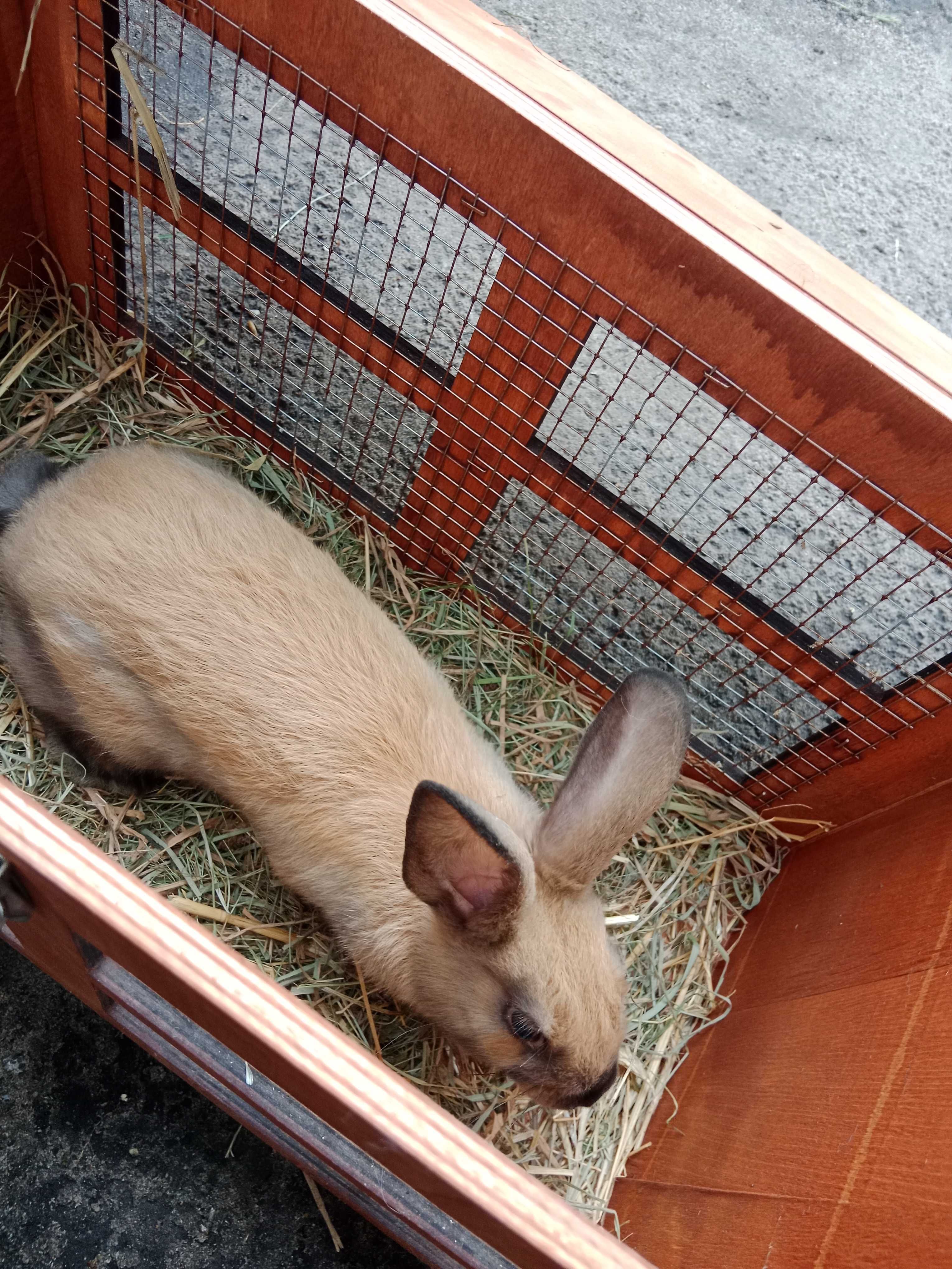 Króliki na sprzedaż
