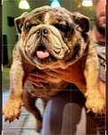Menina  Buldogue ingles exotica