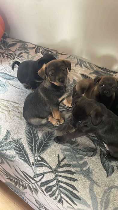 Oddam pieski za darmo