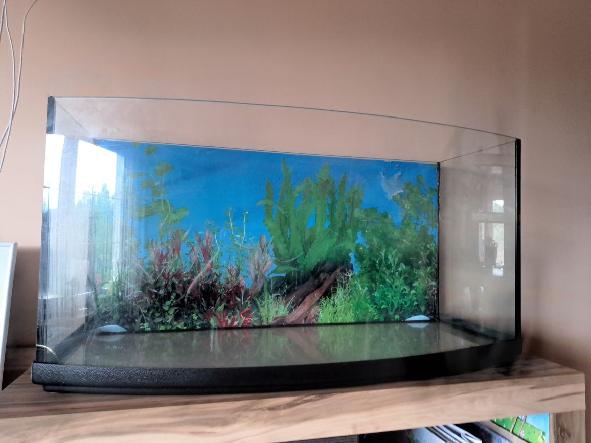 Akwarium panoramiczne 100 litrów