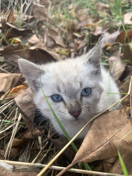віддам кошеня в добрі руки