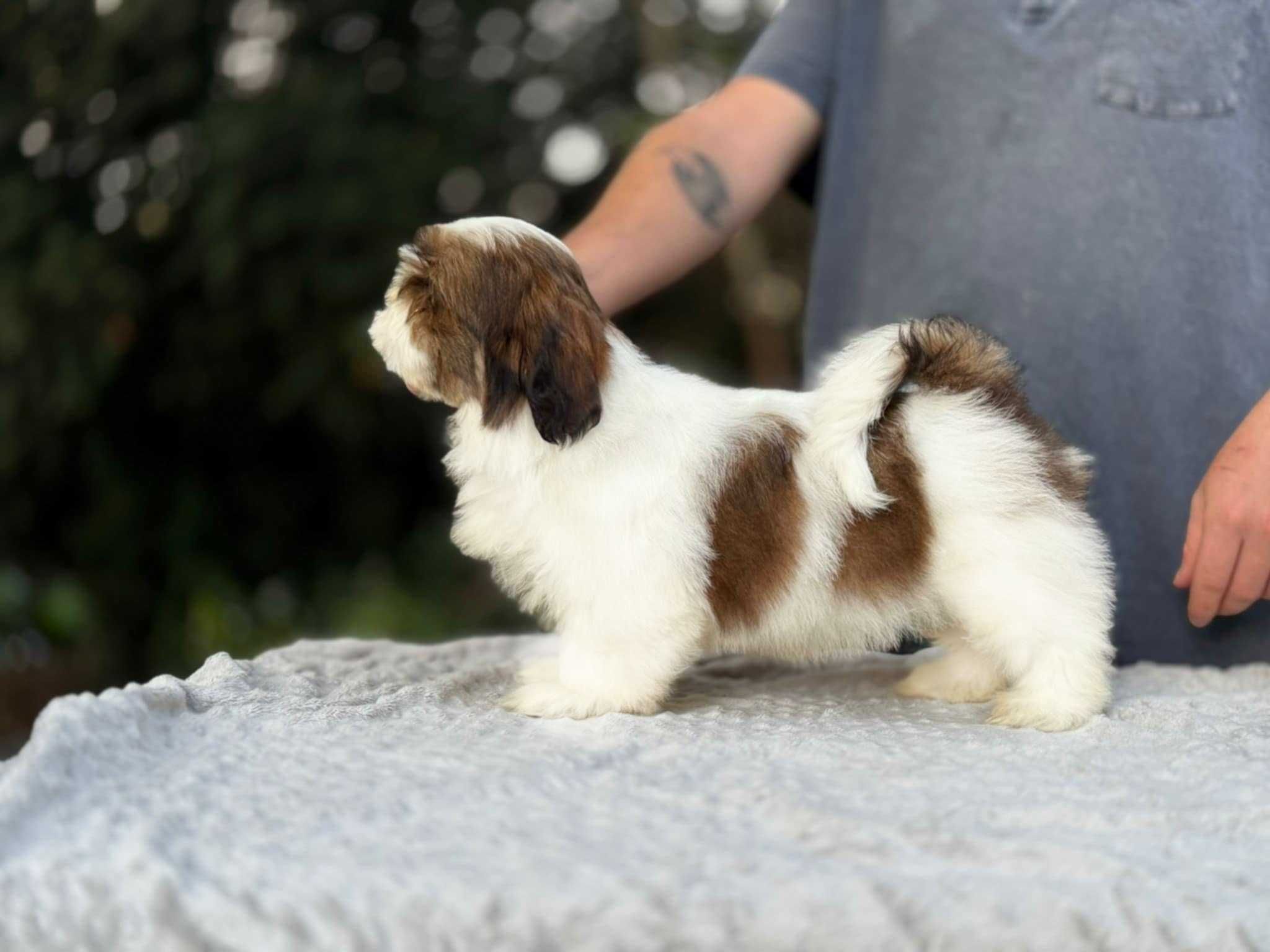 Shih Tzu piesek! GoToWy DO ODbIORU!