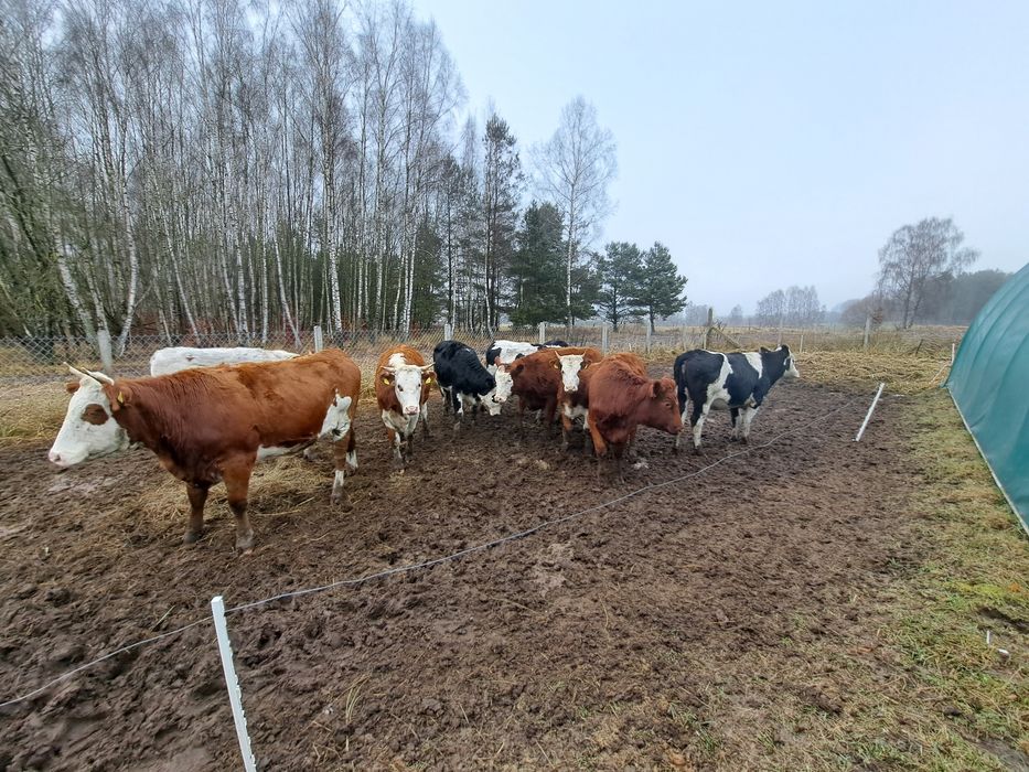 Jałówki roczne mieszańce