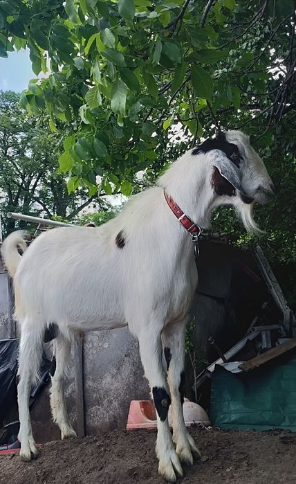 Породний цап для осемінніння,случкі, в'язки.