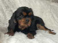 Cavalier King Charles Spaniel suczka 2 lata
