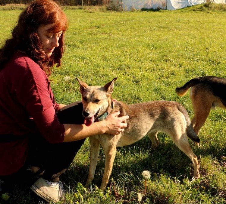 Śliczna wesoła i energiczna Dafne szuka domu