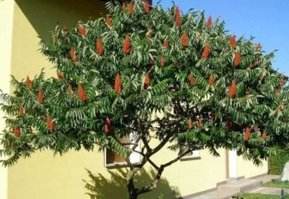 Оцетове декоративне дерево