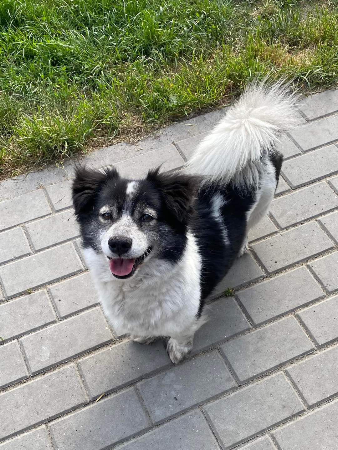 Luna ma około 6 lat i długie życie przed sobą, którego nie chce spędza