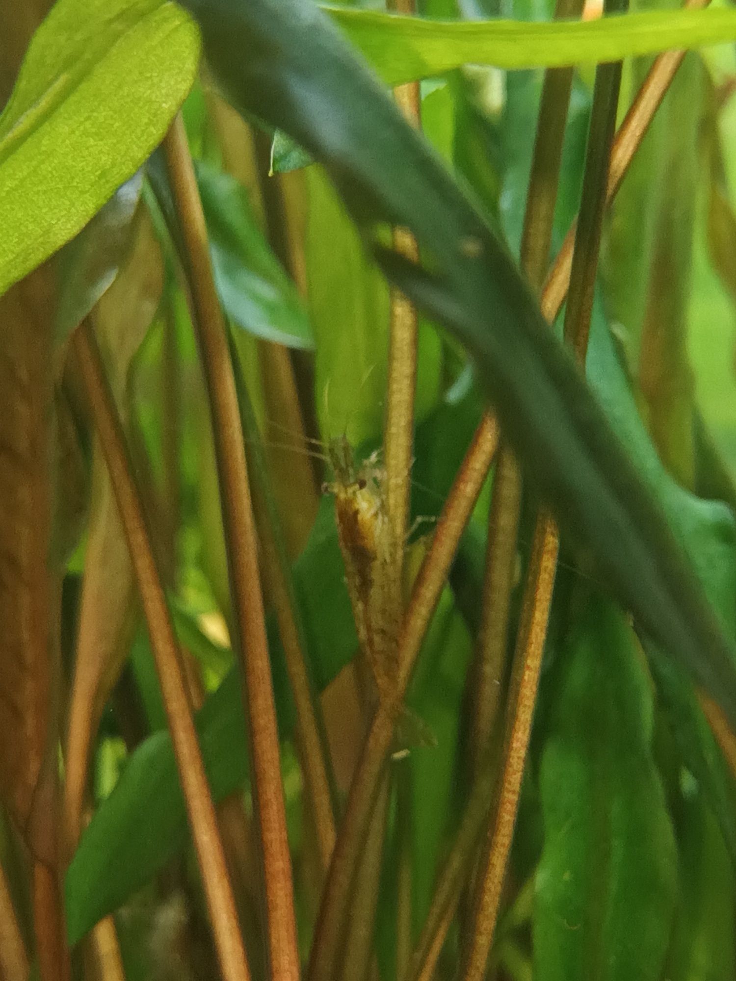 Camarões Neocaridina Wild