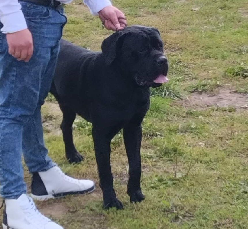 Cane Corso pies.