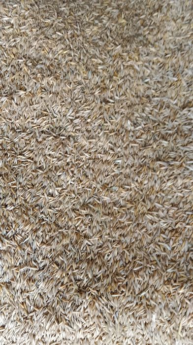 Овес сухий 2025р.