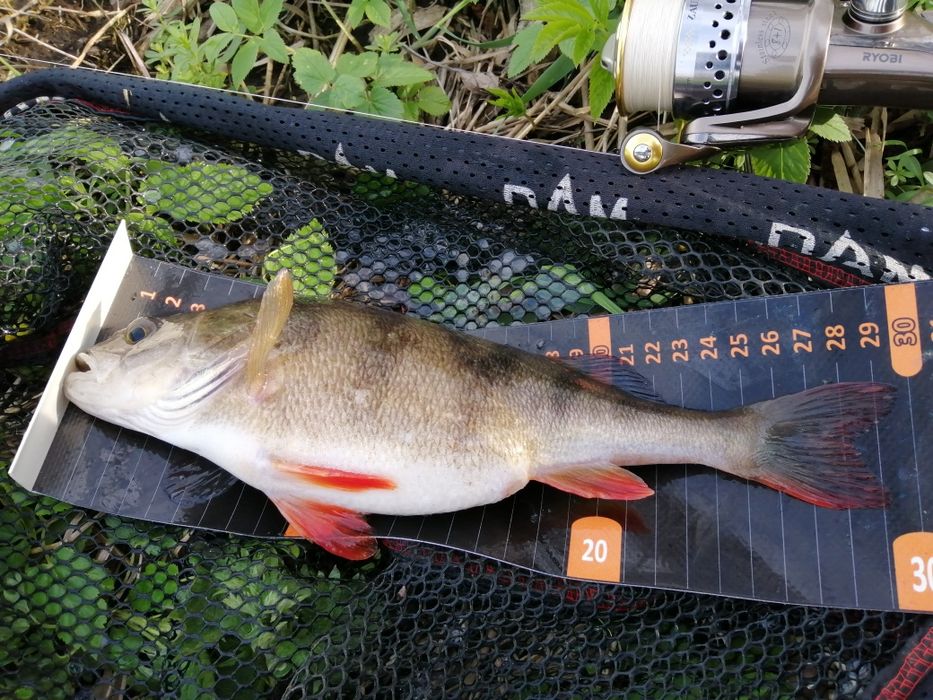 Miarka do ryb 120cm z przymiarem MIARKOMATA z ogranicznikiem