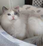 RAGDOLL Kotka adopcja Hodowla Warszawa FPL