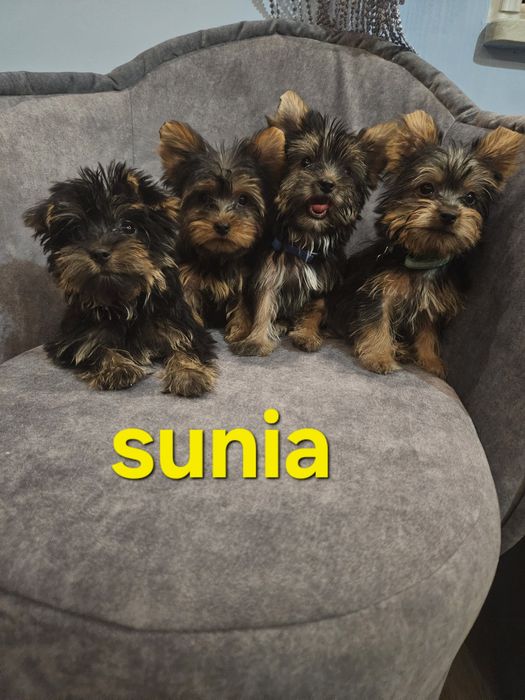 Sunia york z Rodowodem do odbioru