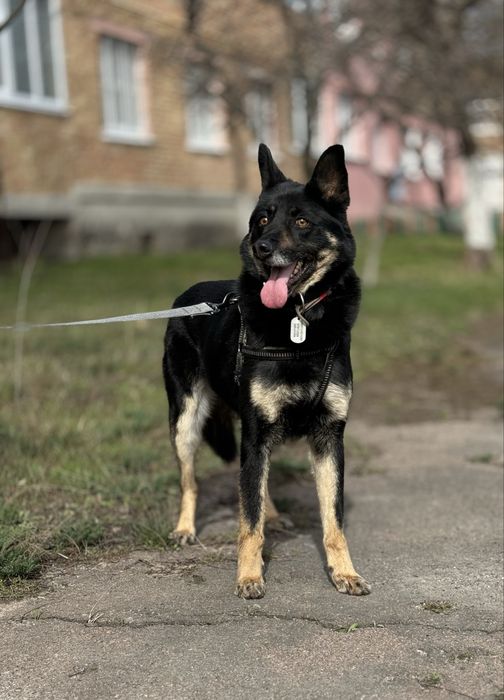 Собака для будинку з притулку