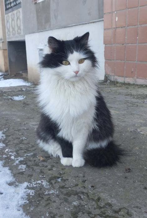 Ищем семью для кошечки