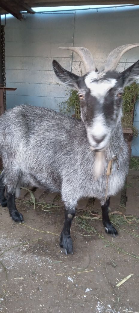 Продам козу з п'ятим  окотом . Дае 3-3.5 літри