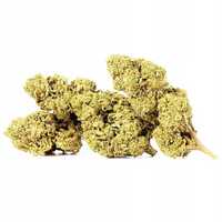 20G Susz CBD Lemon Haze Indoor 0,20% HURT Producent FV Susz konopny