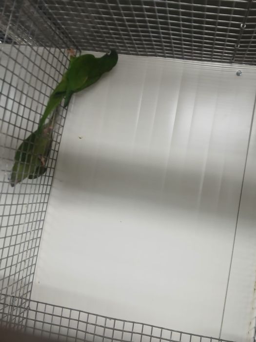 Aves  casal conures cabeça azul