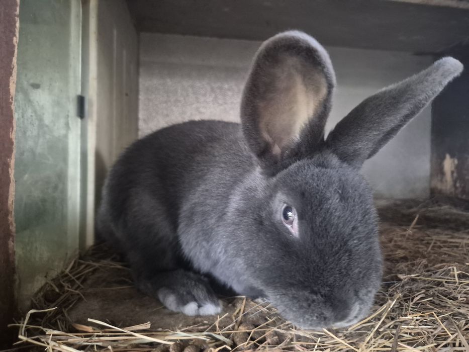 Króliki wiedeńskie niebieskie