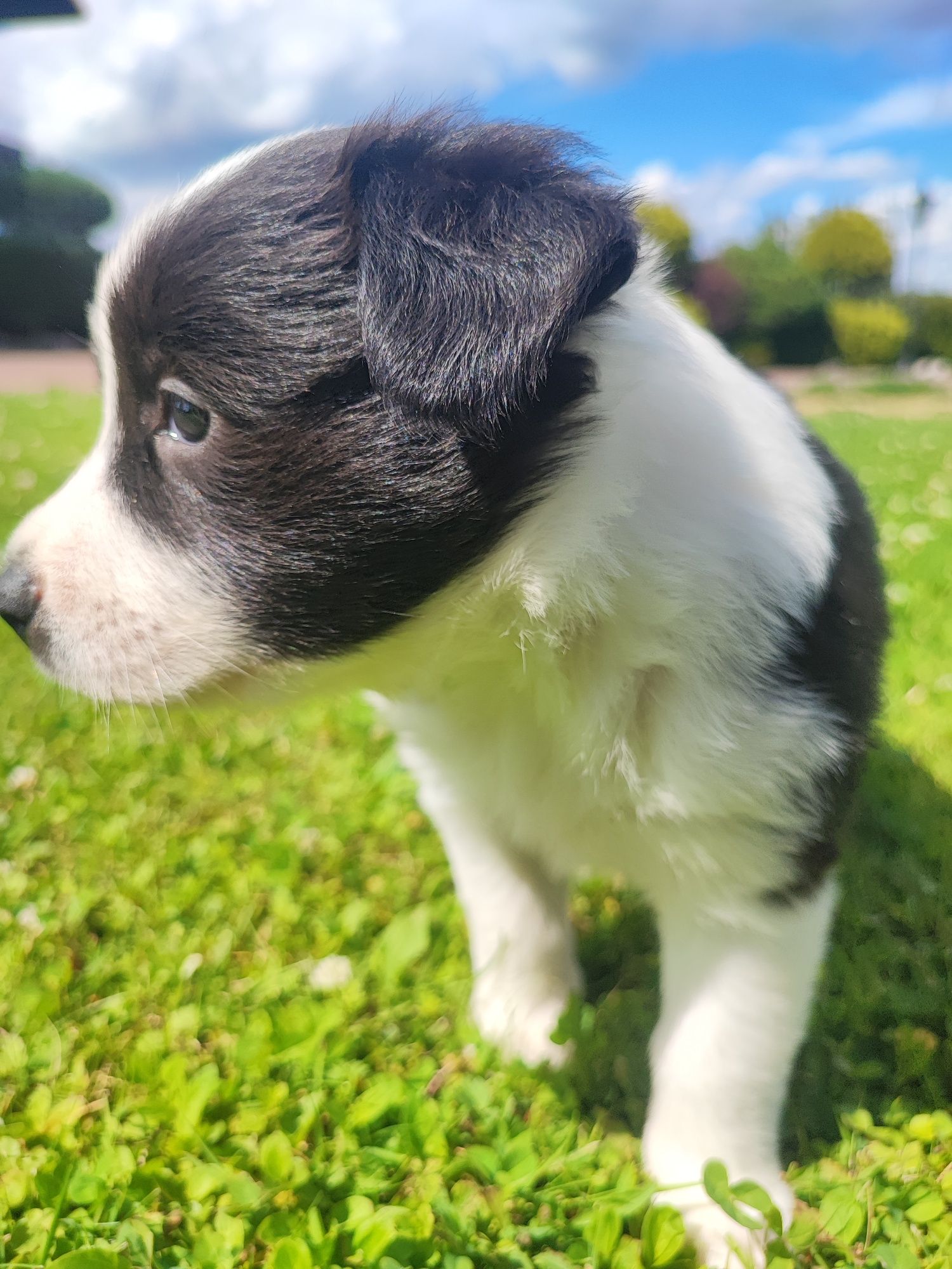 Border Collie czarno-biały szczeniak – klasyczne umaszczenie, metryka
