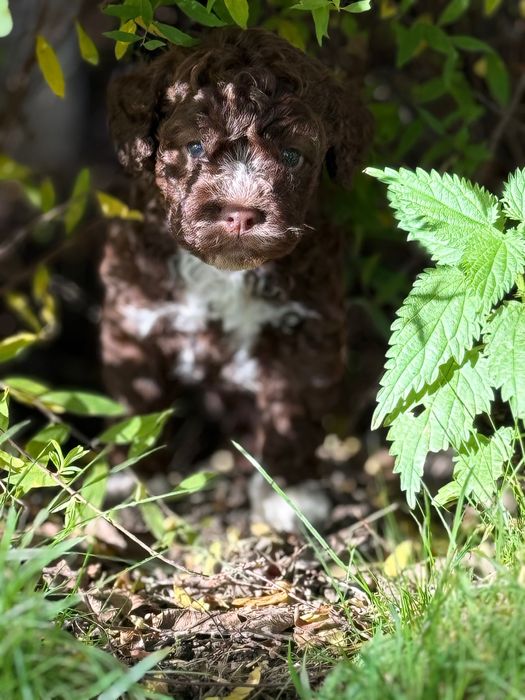 Lagotto romagnolo ZKwP/FCI - piękny czekoladowy pies