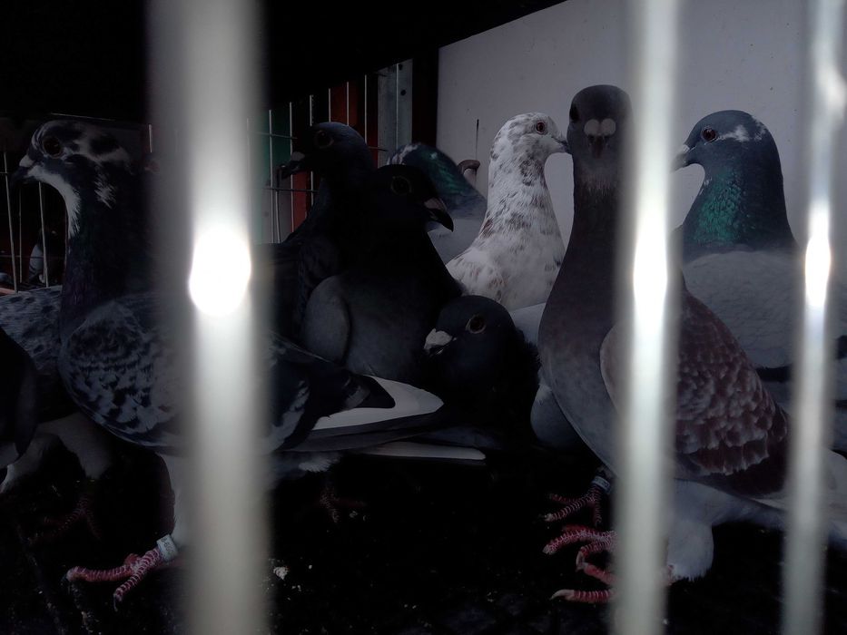 Gołębie rozpłodowe