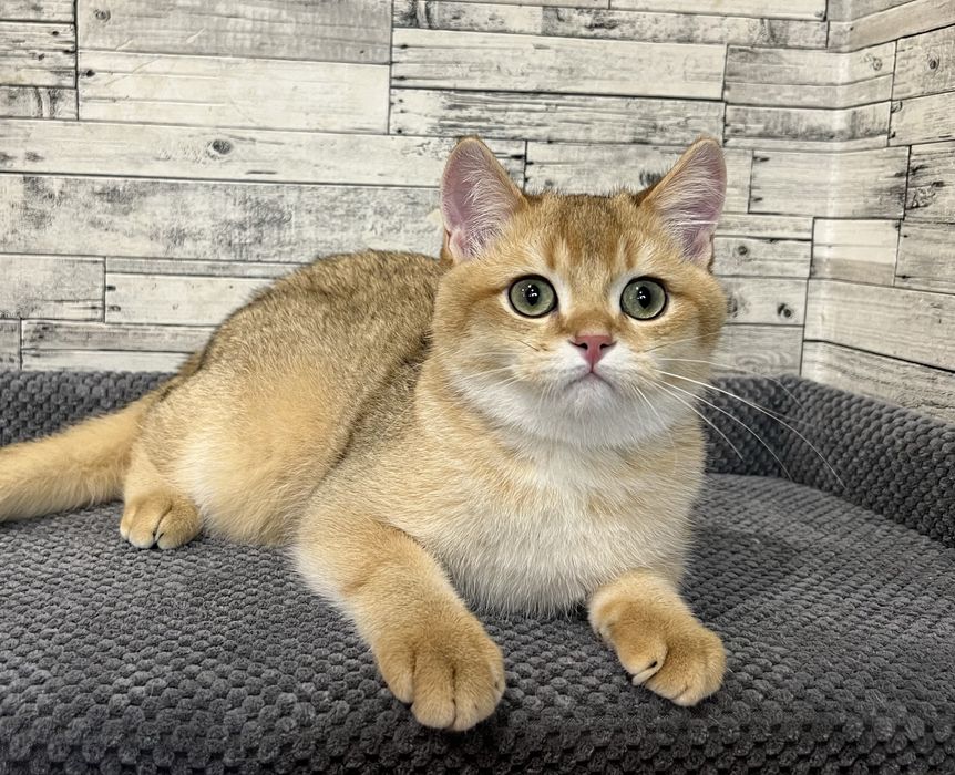 Шотландський котик