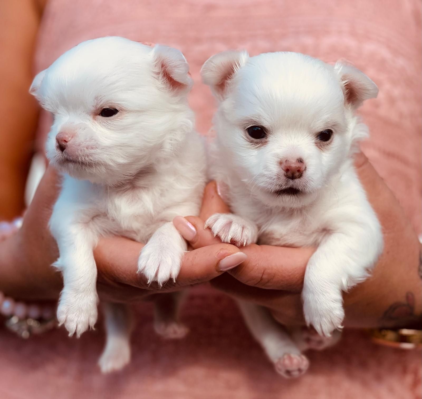 Szczeniaki  chihuahua piesek