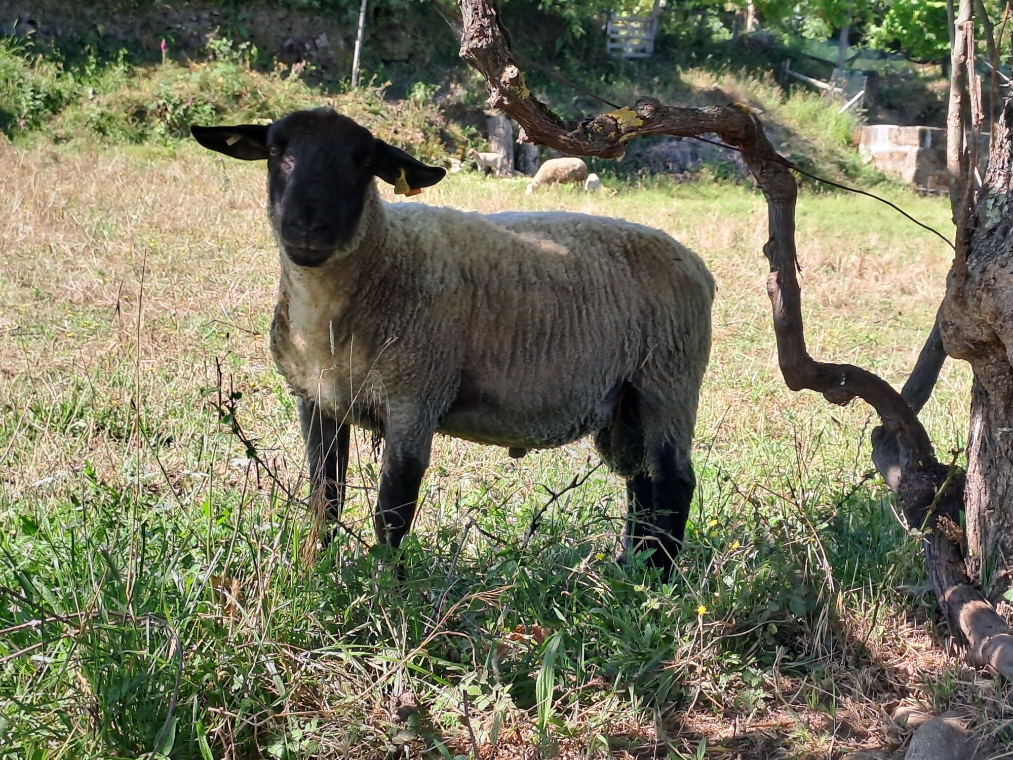 Casal Suffolk puros