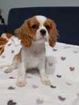 Cavalier King Charles Spaniel FCI