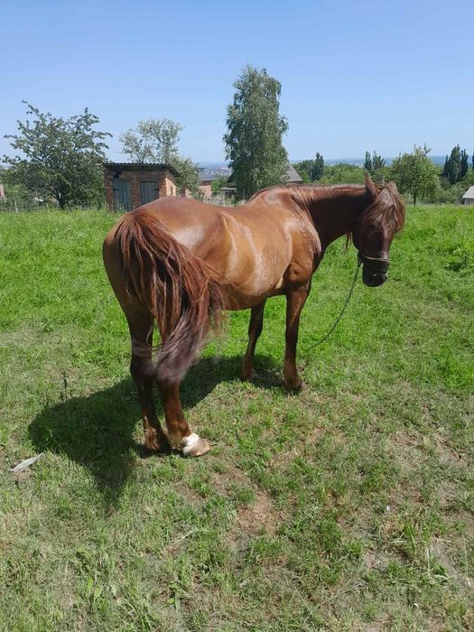 Продаю кобилу .Вік 9 років.