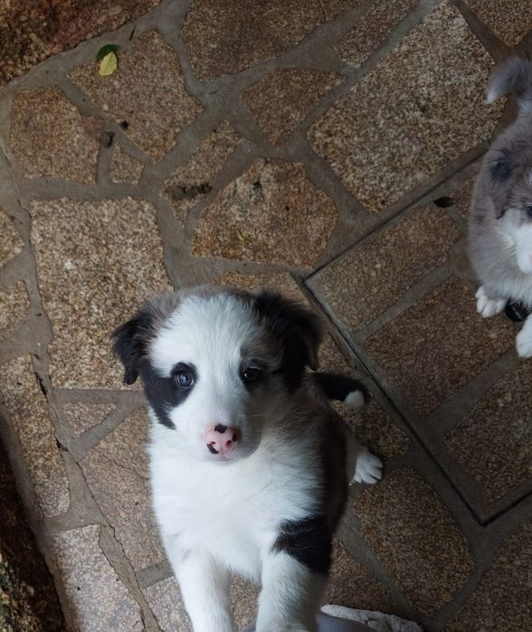 Border collie sable Merle