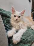 Pablo rudy srebrzysty Maine coon