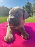 IRA Puma Nero FCI Cane Corso szczenię po GRAND CHAMPIONIE