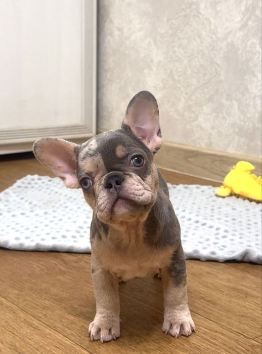 ШиКарні французькі бульдожки