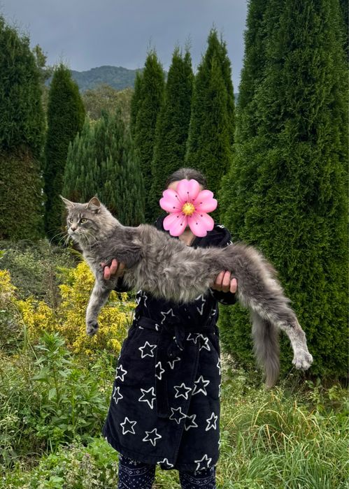 Мейн-Кун ,Котята,Мальчик ,Девочки