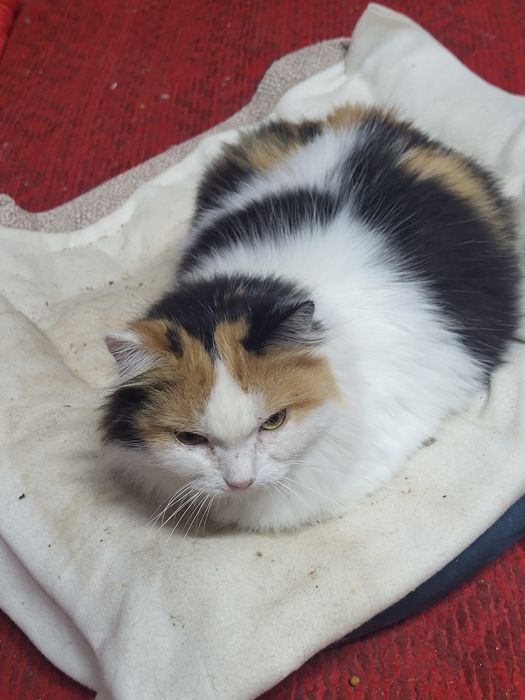 Майя шукає родину