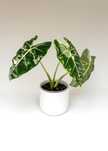 Planta interior - Alocasia Frydek Variegata